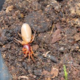 Dysdera sp.